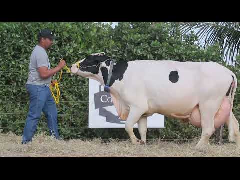 LOTE 35 MARRETA MONTROSS FIV F CONGONHAS