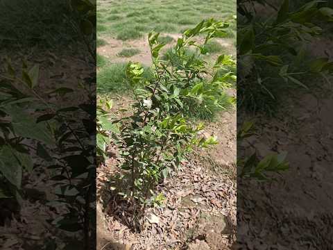 شجرة الياس الاس وطريقة العناية بها وتسريع النمو