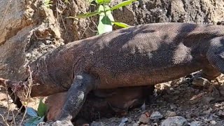 How Komodo Dragons Reign | Nature's Apex Predator #komodo #animals #video #yt