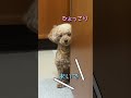 保護犬トイプードルが心開くまで頑張ります