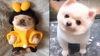 Super Cute Puppies Doing Funny Things | Cutest Puppy In The World by Animal Series 14 views 2 years ago 7 minutes, 5 seconds