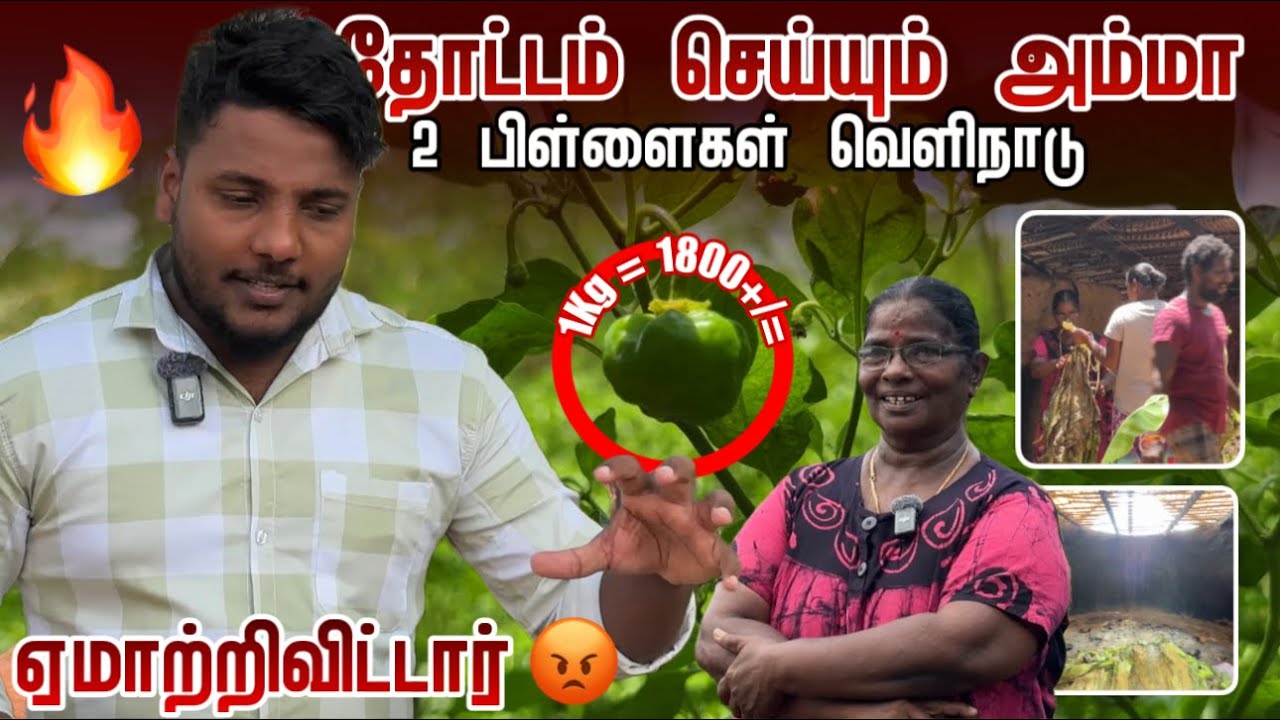 தோட்டம் செய்யும் அம்மா 😍 | 1Kg 1800+ ரூபாவா 😱 | Garden Tour | Pavaneesan