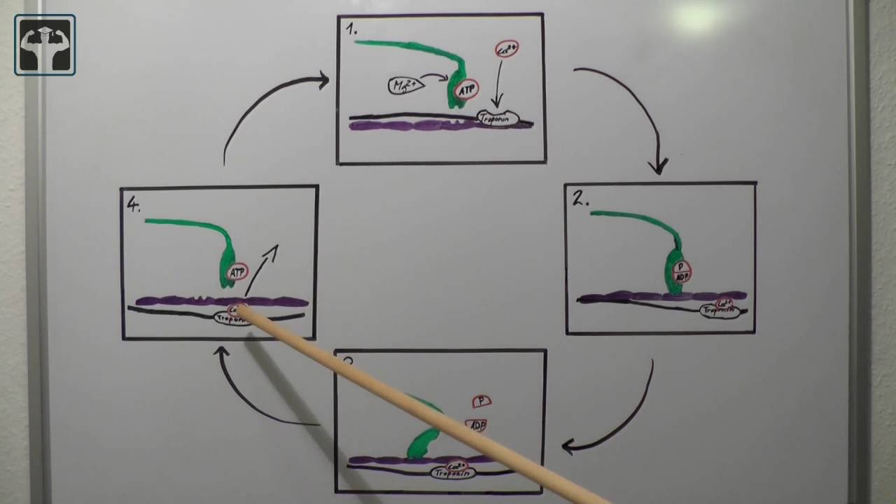 Gleitfilamenttheorie Teil 2 - Warum exzentrisch mehr Kraft als konzentrisch? - Querbrückenzyklus