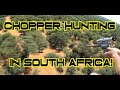 Helicoptor hunting plains game in south africa