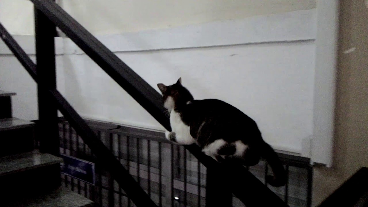 Çılgın Kedi YouTube
