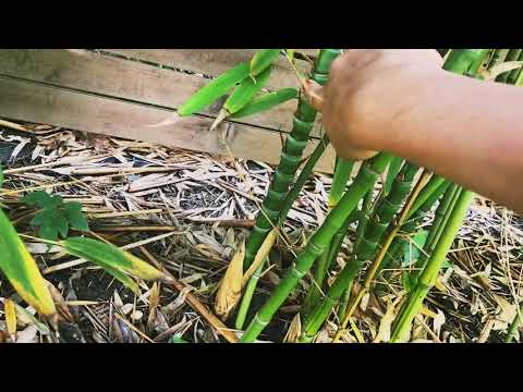 Бамбук. Живая изгородь