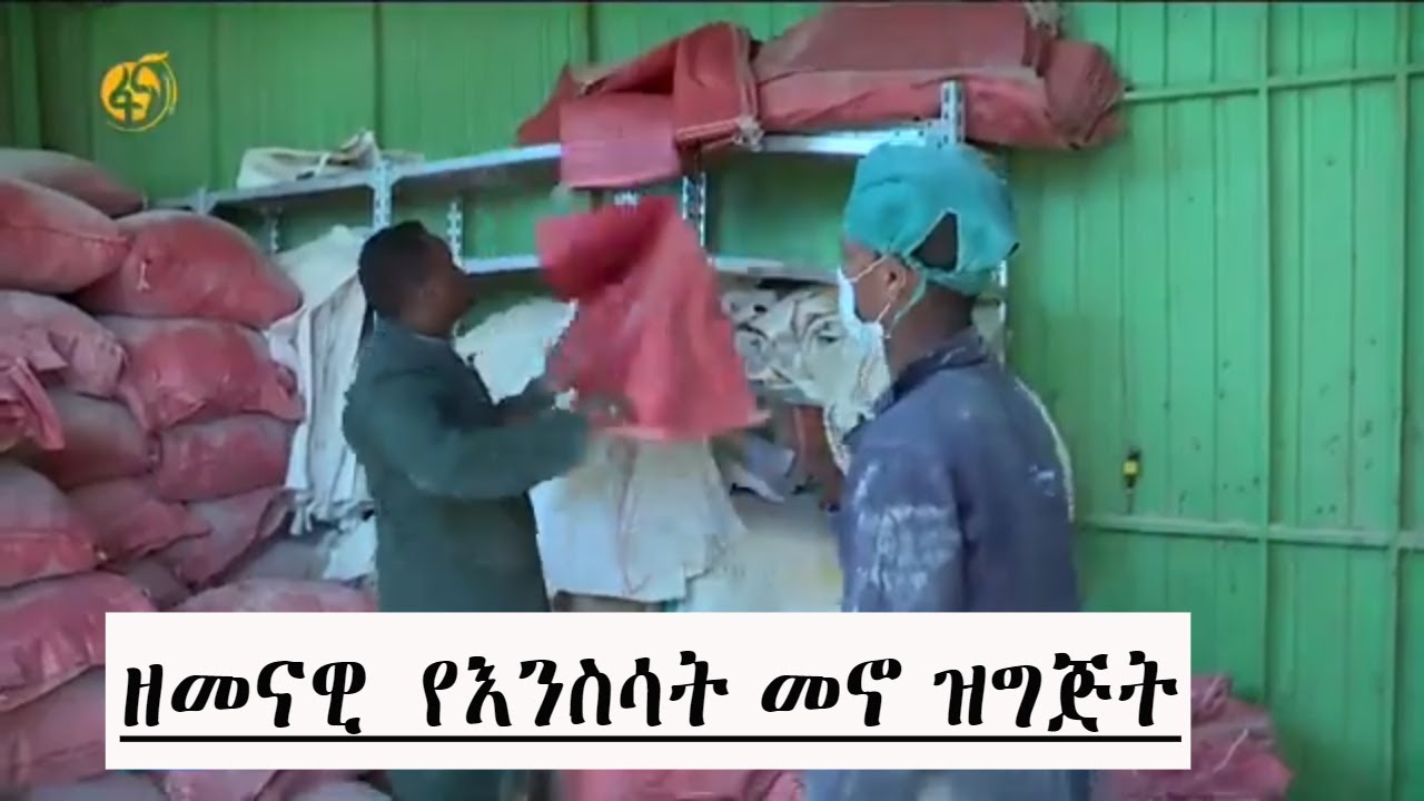 ዘመናዊ  የእንስሳት መኖ ዝግጅት # ከማምረት በላይ