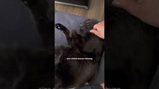 10 Fakten über schwarze Katzen!