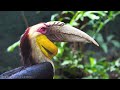 World of animals 4k   scenic wildlife film with calming music