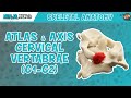 Atlas  axis cervical vertebrae c1c2 anatomy