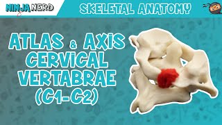 Atlas & Axis Cervical Vertebrae (C1-C2) Anatomy