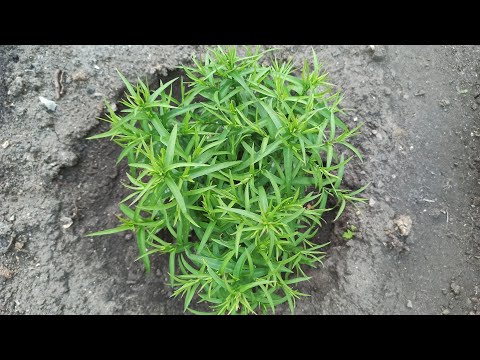 Vidéo: Aster Powdery Mildew - Comment traiter l'oïdium sur les plantes Aster