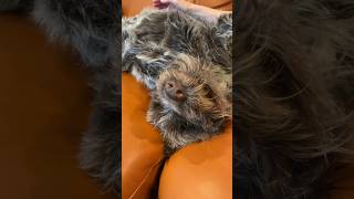 Living with a wirehaired pointing griffon #wirehairedpointinggriffon