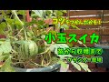 【プランター菜園】小玉スイカ (苗〜収穫)
