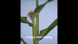 A robot-assisted imaging pipeline for tracking the growths of maize ear and silks