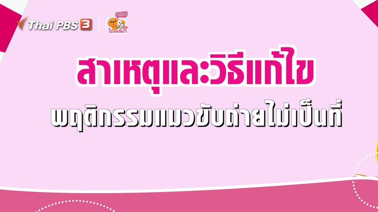 สาเหตุและวิธีแก้ไขพฤติกรรมแมวขับถ่ายไม่เป็นที่ : เคล็ดไม่ลับดูแลโฮ่งเหมียว (31 ม.ค. 63)