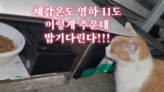 밤기온 영하11도 냉동실 추위에도 태연히 밥을 기다리는 길고양이들
