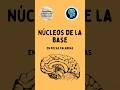 Núcleos de la base