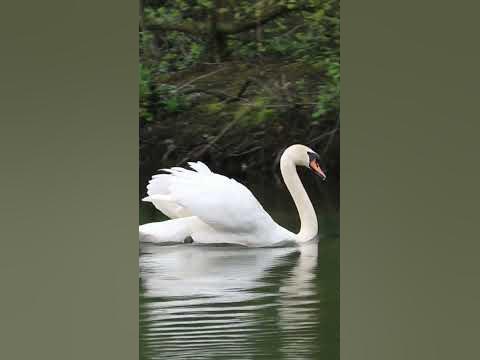 ЛЕБІДЬ - YouTube