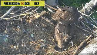 AEF DC Eagle Cam 6-16-18: Adventures in Self Feeding