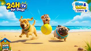 Top TV for Dogs 🐶🌸 Good Behavior & Park Serenity - Engaging Videos to Fight Puppy Boredom screenshot 3