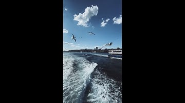 ألم تر أن الله يسبح له من في السماوات والأرض والطير صافات كل قد علم صلاته - سورة النور آية 41