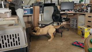 playtime for Gus on the office Kuranda bed