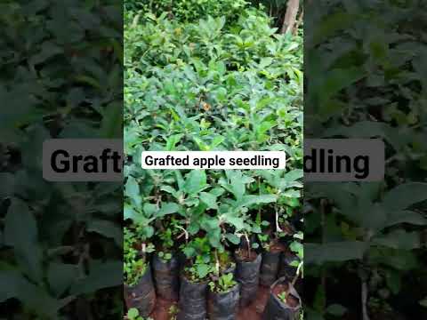 grafted apple seedling