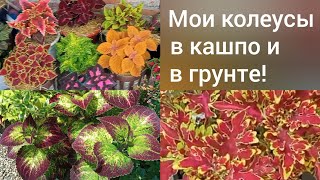 Как растут мои колеусы в кашпо и в грунте!