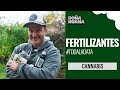 Cannabis  fertilizantes orgnicos vs fertilizantes minerales