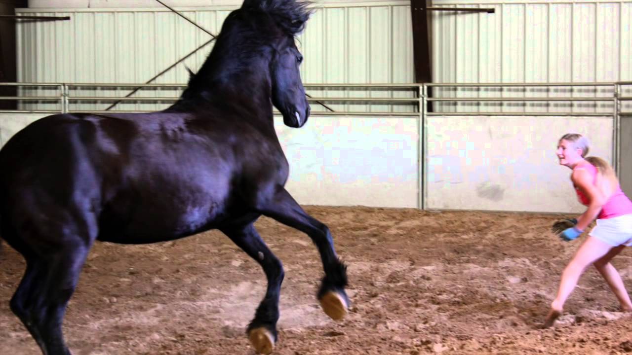 Chevalia's Equine Experiential Program for Teens and Adults - YouTube