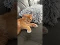 Cute sleepy cat Simba