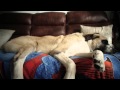 Coldwell banker homes for dogs project the story of owen  haatchi