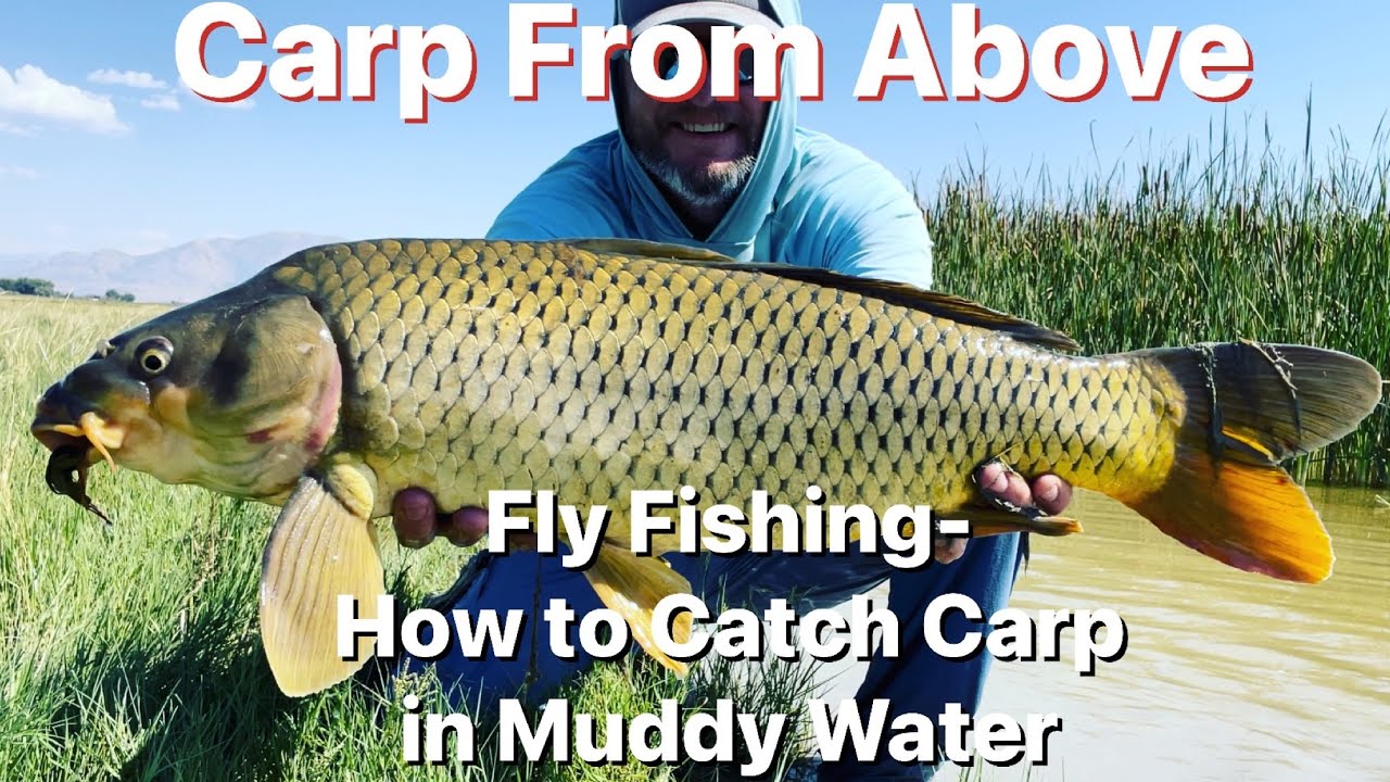 How to Catch Carp in Muddy Water - Carp Fly Fishing 