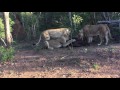 Lion-Buffalo Safari Video - Kapama - March 2016