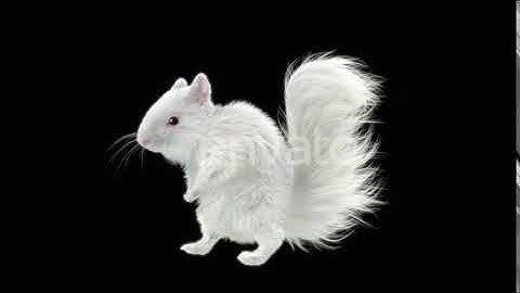 Squirrel | Motion Graphics - Envato elements