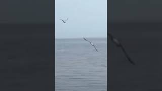 Seagulls at the beach.