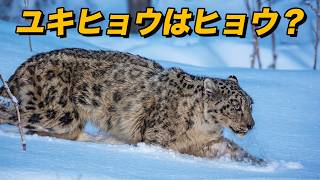 ユキヒョウはどこから来たのか？｜大型ネコ科の進化に残る謎