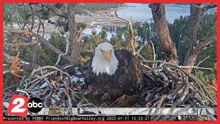 Bald eagle delivers 2 eggs in California; Raw video