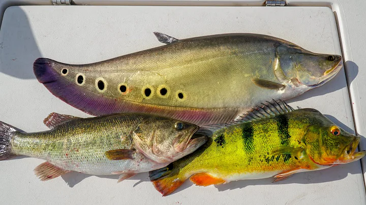 INVASIVE vs NATIVE Fish...Catch Clean Cook (Clown ...