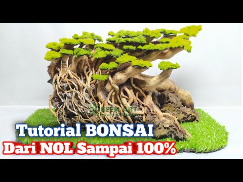 cara-membuat-bonsai-aquascape-dari-akar-senggani---code.80