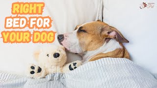 Best Dog Bed | How to Choose the Right Dog Bed by Keeping Pet 43 views 11 months ago 4 minutes, 56 seconds