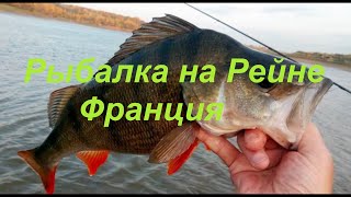 РЫБАЛКА НА РЕЙНЕ (RHEIN) ЖОР КРУПНОГО ОКУНЯ! ОСЕННЯЯ РЫБАЛКА НА РЕКЕ  ВО ФРАНЦИИ!