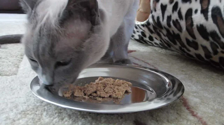 Watch the video about Blue Point Tonkinese Cat Eating [HD]