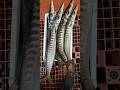 Barracuda (Aluzzo)mostro dei Abissi del Mediterraneo, Calamari, Polpi #amazing #fishing #fish