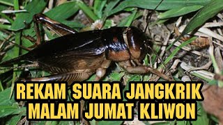 Suara Jangkrik Gacor Nonstop, No Copyright !