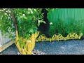 Будни чёрной кошки Мухи