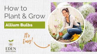 Planting Alliums - Guide to Grow from Bulb