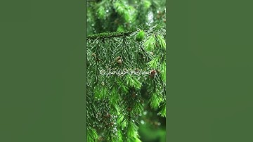 الآيات 26-27-28 من  #سورة_الفرقان بصوت الشيخ  #وديع_اليمني