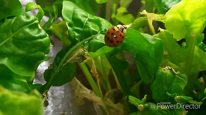 Lady Bugs Good for Your Garden Beneficial